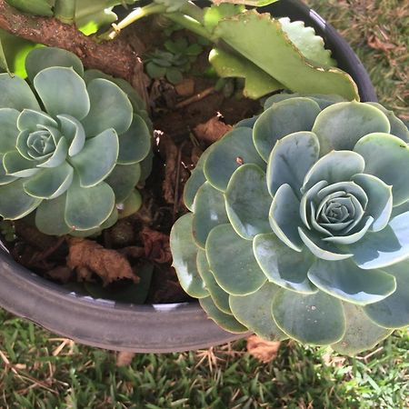 Pe De Manga Hospedagem Mucuge Ngoại thất bức ảnh